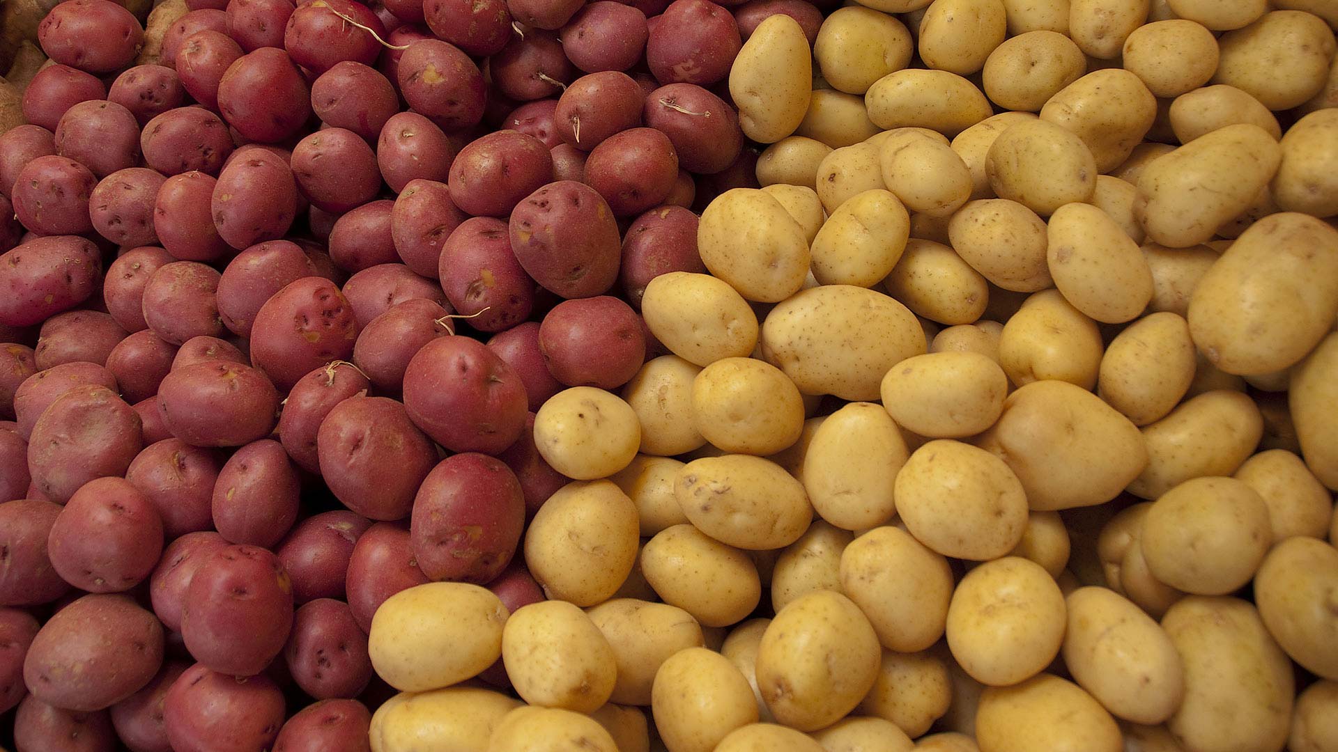 Red River Valley yellow potato acreage grows on market demand - Agweek