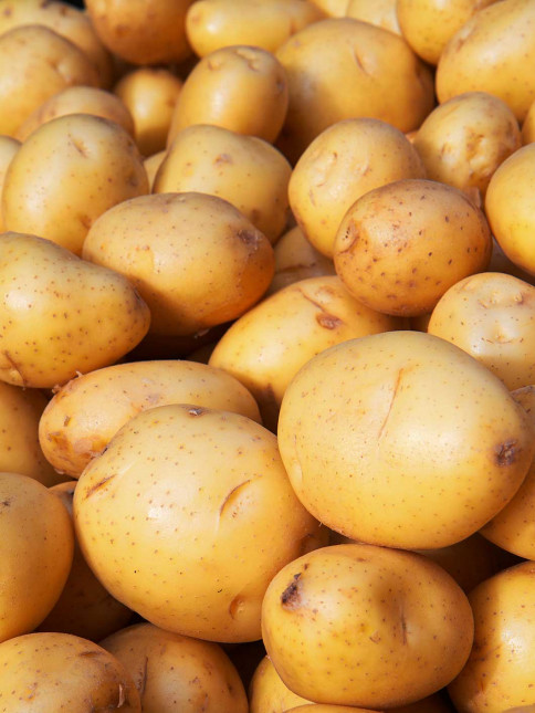 Associated Potato Growers Inc Grand Forks ND
